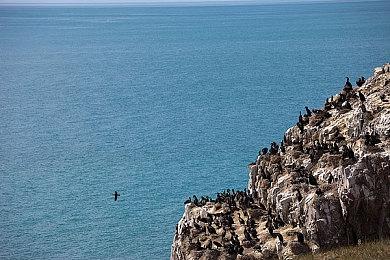动保PETA：《银河护卫队3》是年度最佳动物权利电影