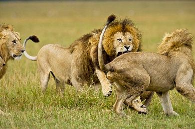 《怒之铁拳4》5月24日登陆移动端 特性预告公开